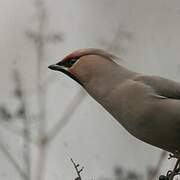 Bohemian Waxwing