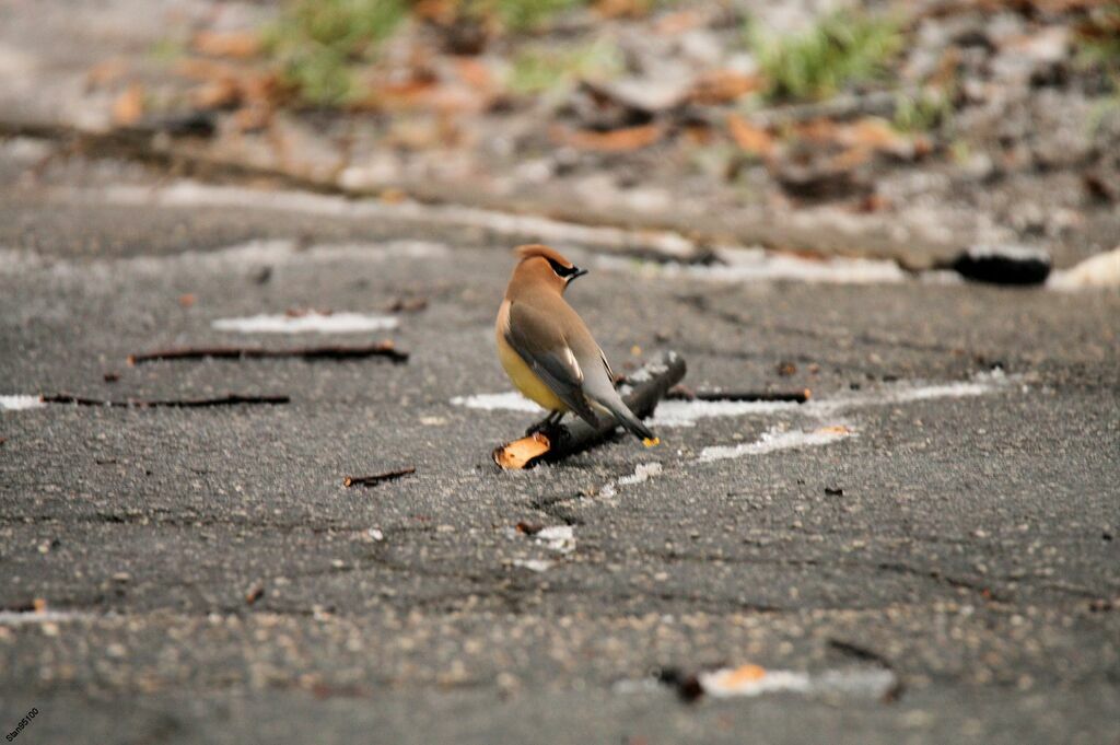 Cedar Waxwingadult