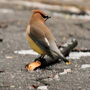 Cedar Waxwing