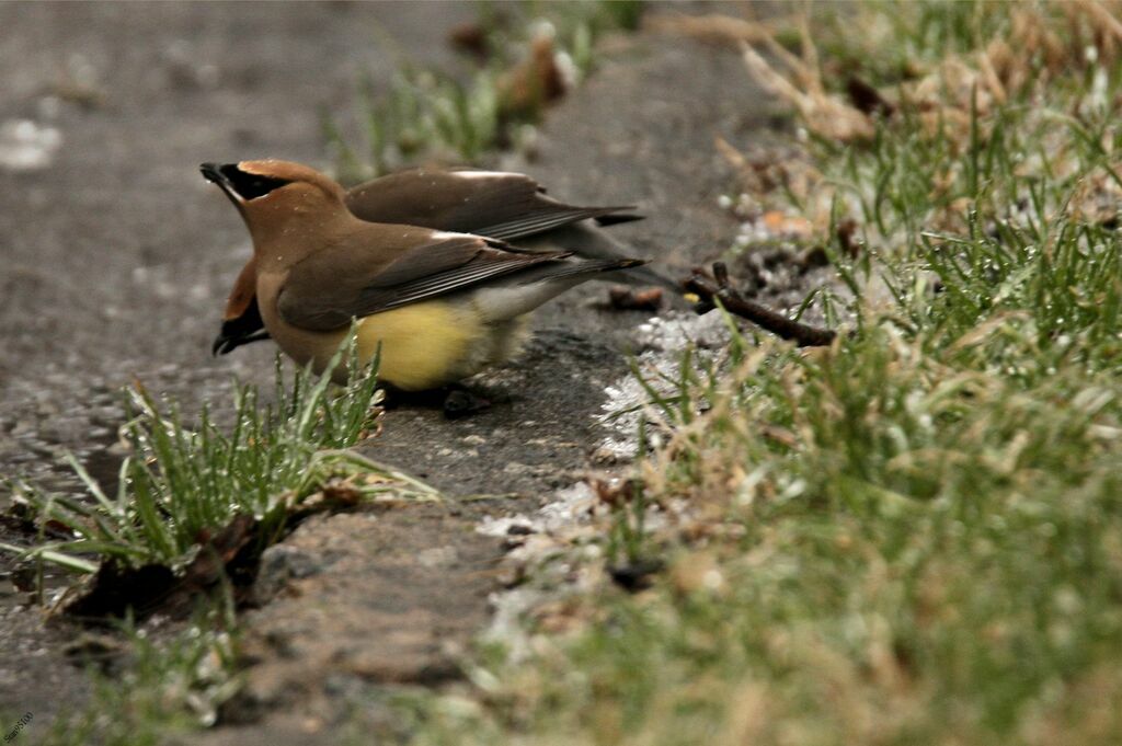 Cedar Waxwingadult post breeding