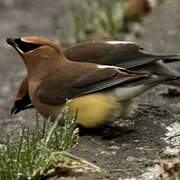 Cedar Waxwing