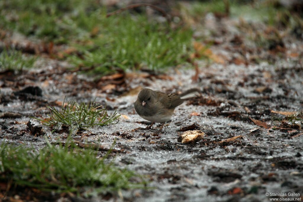 Junco ardoiséadulte transition