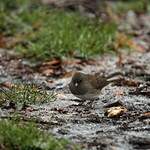 Junco ardoisé