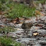 Junco ardoisé