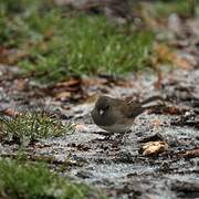 Junco ardoisé