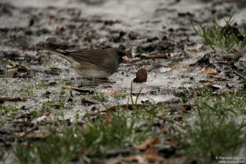 Junco ardoisé mâle adulte transition