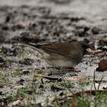 Junco ardoisé