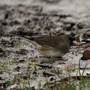 Dark-eyed Junco