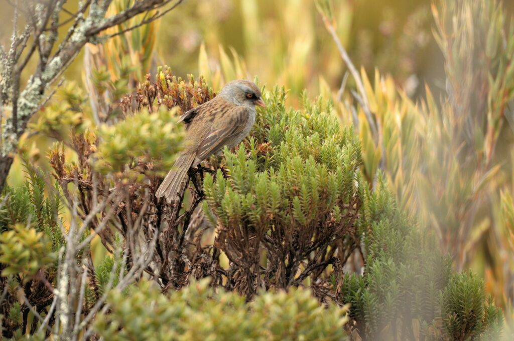 Volcano Junco male adult