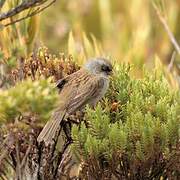 Volcano Junco