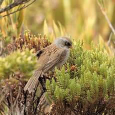 Junco des volcans