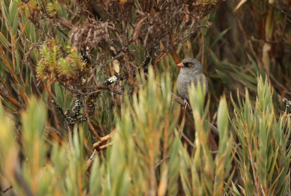 Volcano Junco male adult