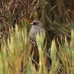 Junco des volcans