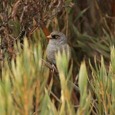 Junco des volcans