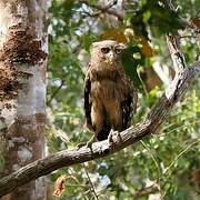 Brown Fish Owl