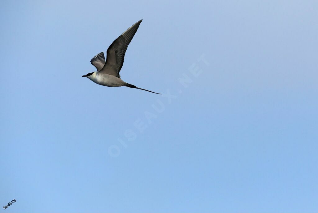 Long-tailed Jaegeradult, Flight