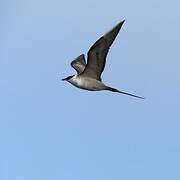 Long-tailed Jaeger