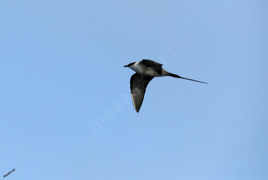 Long-tailed Jaeger