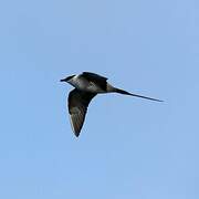 Long-tailed Jaeger