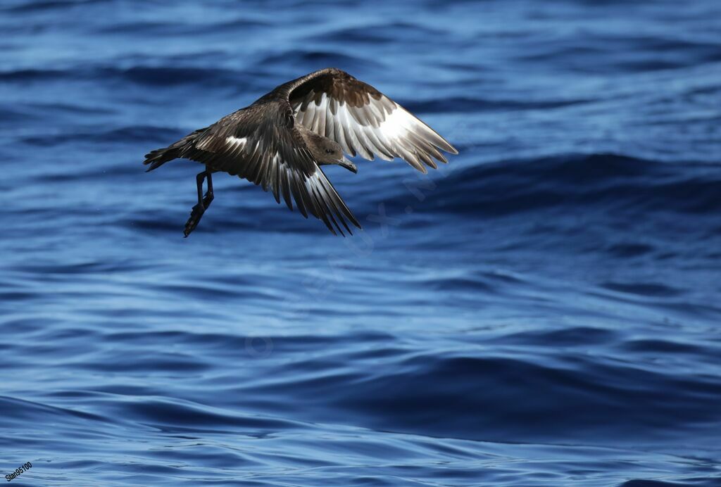 Brown Skuaadult, Flight