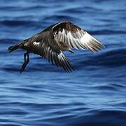 Brown Skua