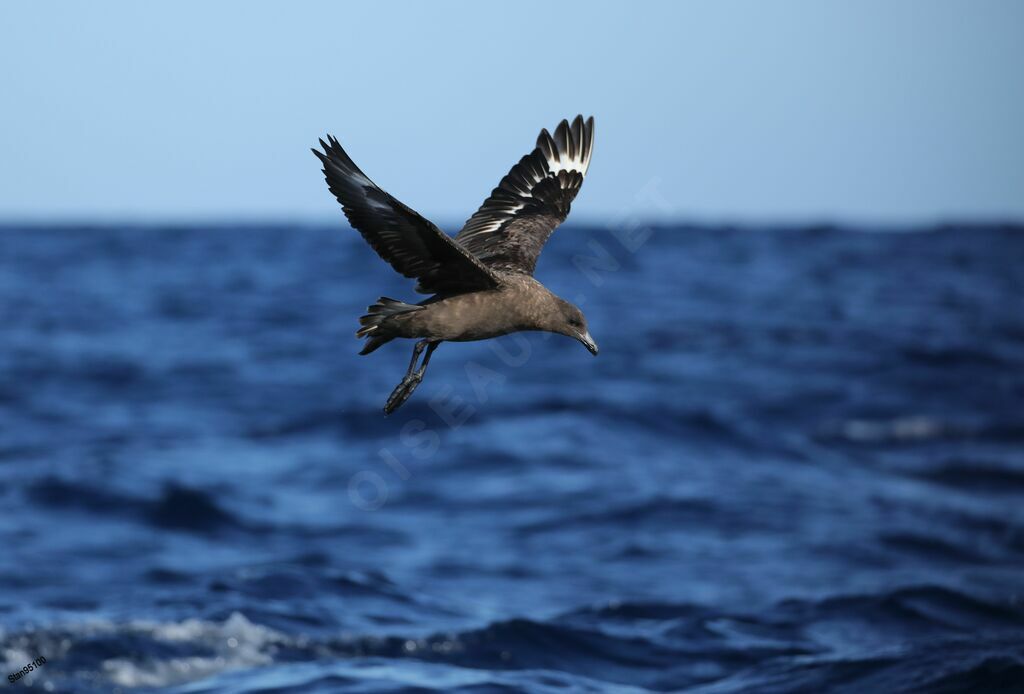 Brown Skuaadult, Flight