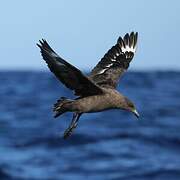 Brown Skua