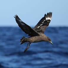 Labbe antarctique