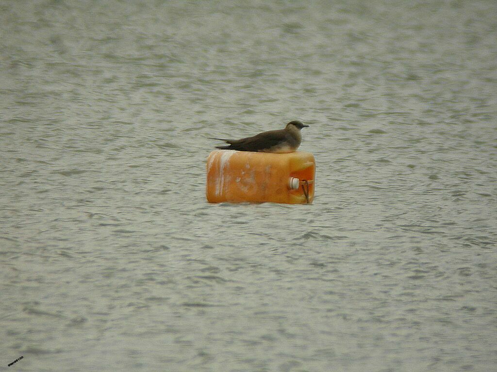 Parasitic Jaegeradult breeding