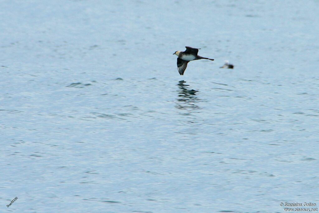 Pomarine Jaegeradult, Flight