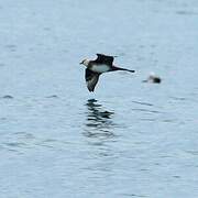 Pomarine Jaeger