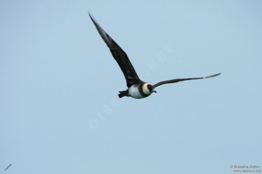 Pomarine Jaegeradult, Flight