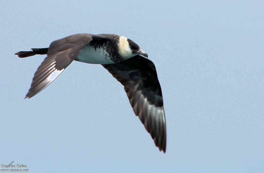 Pomarine Jaegeradult, Flight