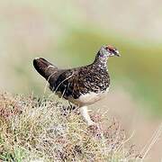 Rock Ptarmigan