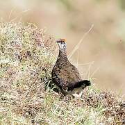 Rock Ptarmigan