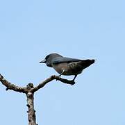 Ashy Woodswallow