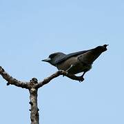 Ashy Woodswallow