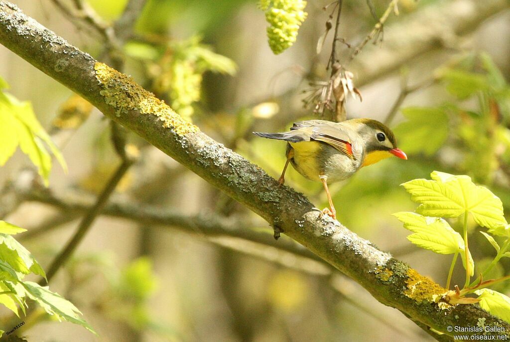 Red-billed Leiothrixadult