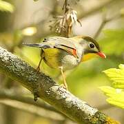 Red-billed Leiothrix