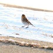 Twite