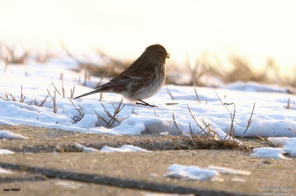 Twiteadult, close-up portrait, eats