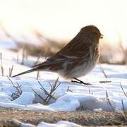 Twite