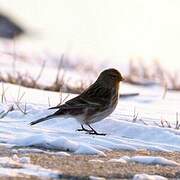 Twite