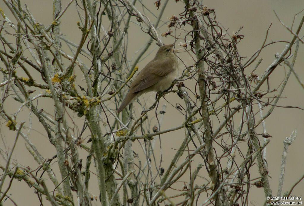 River Warbler male adult breeding, close-up portrait, song