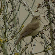 River Warbler