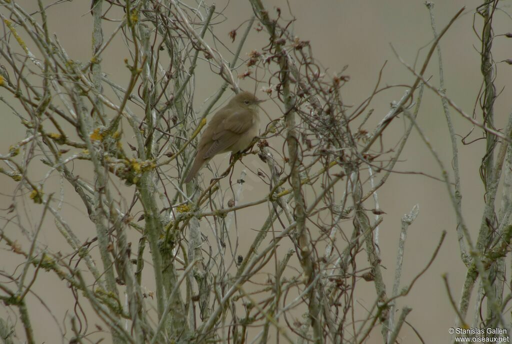 River Warbler male adult breeding