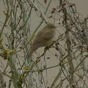 River Warbler