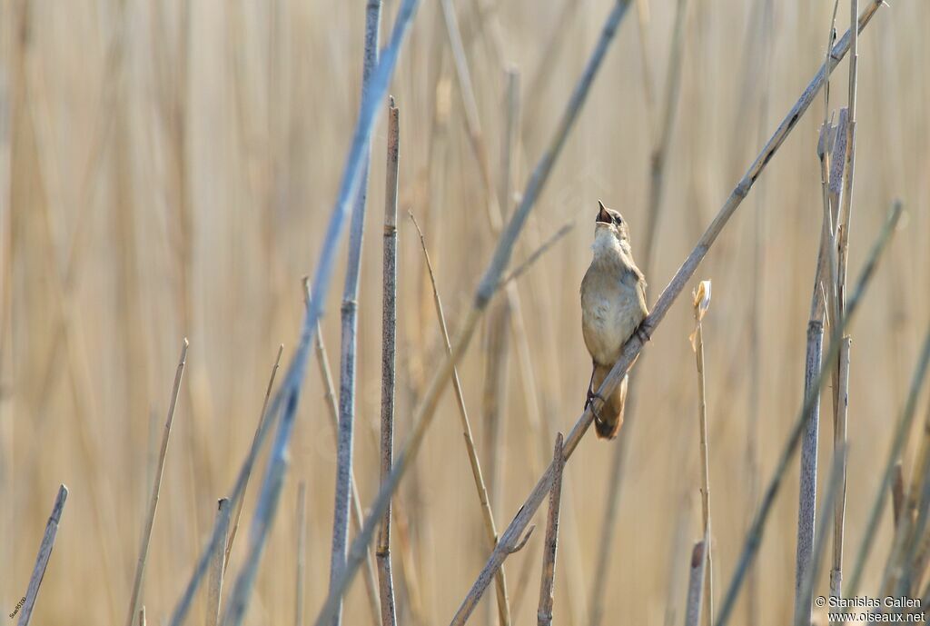 Savi's Warbler male adult breeding, song