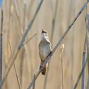 Savi's Warbler