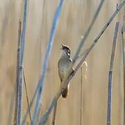 Savi's Warbler